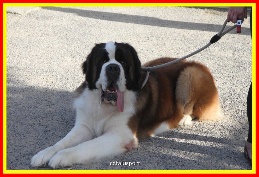 180311 mostra_canina 194.jpg